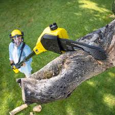 How Our Tree Care Process Works  in  Kirby, TX