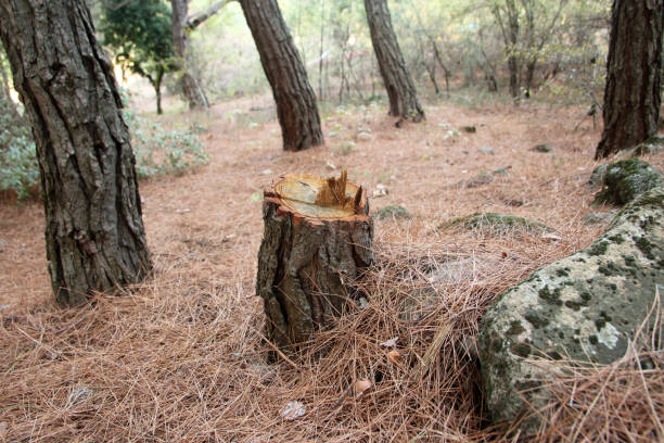 Best Tree Maintenance Programs  in Kirby, TX
