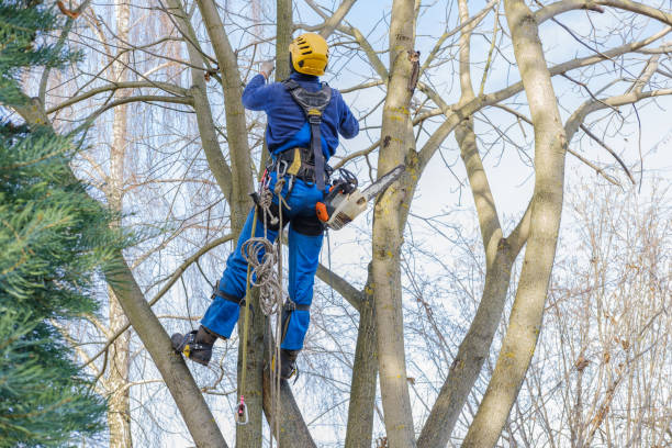 Best Tree Removal  in Kirby, TX