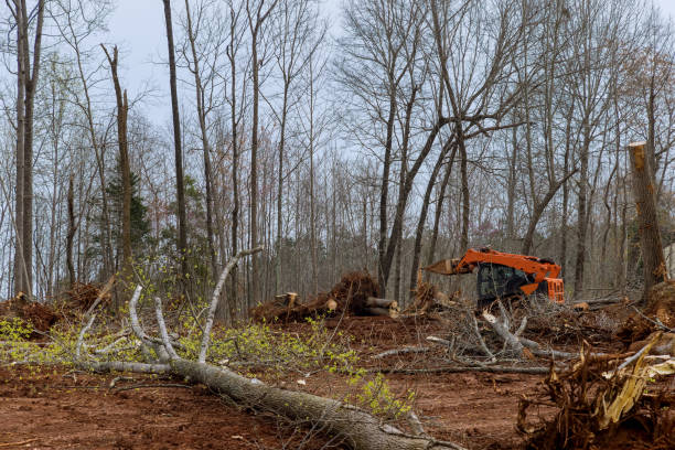 Best Commercial Tree Services  in Kirby, TX