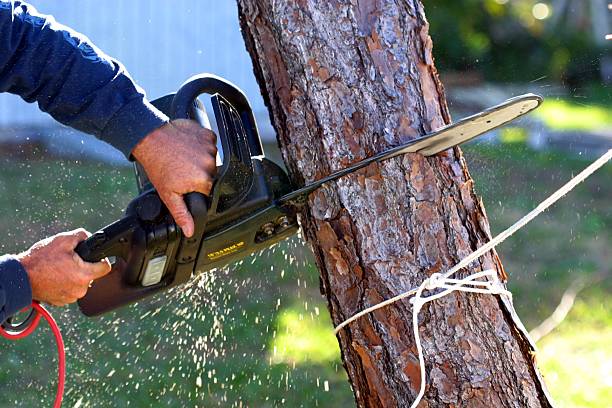 Kirby, TX Tree Care Company