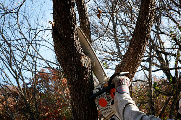 Best Tree Disease Treatment  in Kirby, TX