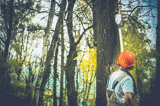  Kirby, TX Tree Care Pros