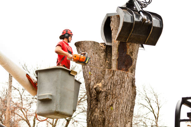Best Tree Health Inspection  in Kirby, TX